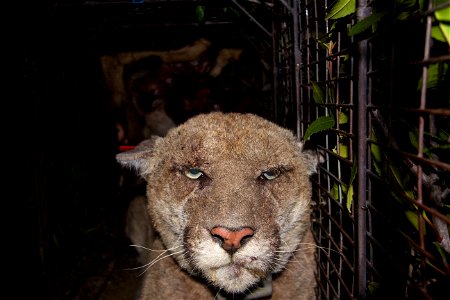 P-22 was recaptured in late March by National Park Service biologists and treated for mange, a parasitic disease of the hair and skin. Blood tests later showed exposure to anti-coagulant rodenticides, photo