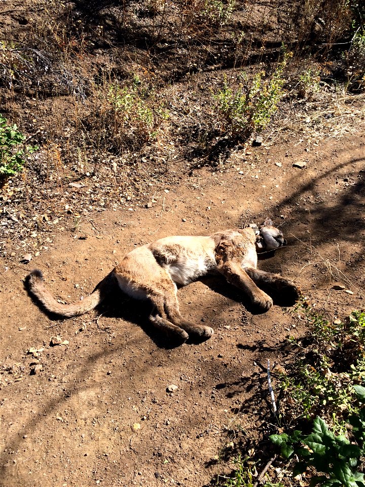 P-34 was found lying on this trail by a hiker in Point Mugu State Park on September 30. Preliminary results from the necropsy indicate she may have died as a result of rodenticide poisoning. Courtesy 