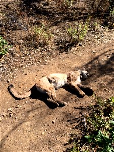 P-34 was found lying on this trail by a hiker in Point Mugu State Park on September 30. Preliminary results from the necropsy indicate she may have died as a result of rodenticide poisoning. Courtesy 