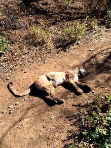 P-34 was found lying on this trail by a hiker in Point Mugu State Park on September 30. Preliminary results from the necropsy indicate she may have died as a result of rodenticide poisoning. Courtesy photo