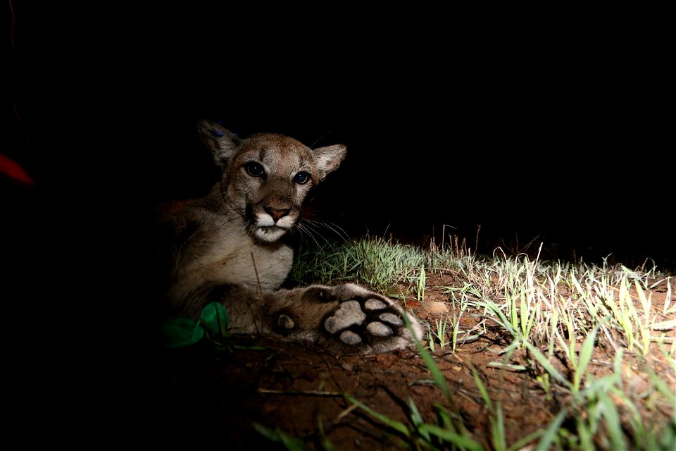 P-34 waking up after being collared by National Park Service researchers in December of 2014. She had been spotted under a trailer in a mobile home park in Newbury Park. Courtesy of National Park Serv