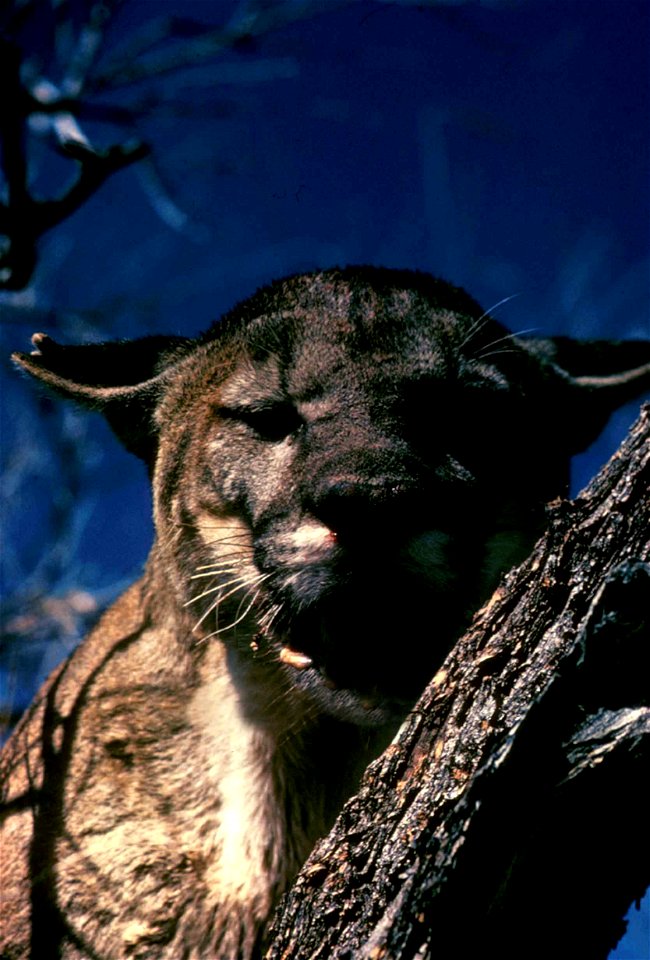Image title: Panther animal head panthera
Image from Public domain images website, http://www.public-domain-image.com/full-image/fauna-animals-public-domain-images-pictures/cheetahs-leopards-jaguars-p
