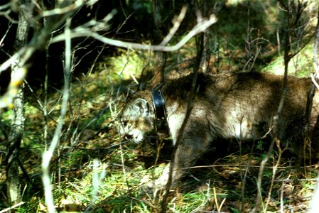 Image title: Mountain lion with radio collar Image from Public domain images website, http://www.public-domain-image.com/full-image/fauna-animals-public-domain-images-pictures/lion-public-domain-image photo