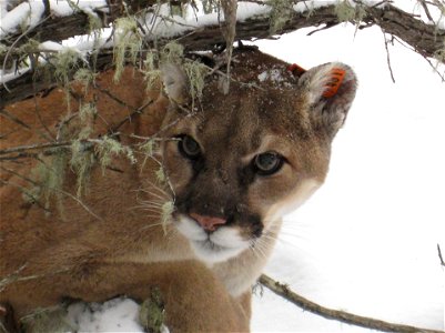 Mountain lions are present on the west end of Charles M. Russell National Wildlife Refuge and a study is currently underway to learn more about these big cats. Credit: USFWS