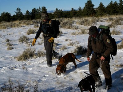 Charles M. Russell NWR staff track lions with the help of hounds. Credit: USFWS photo