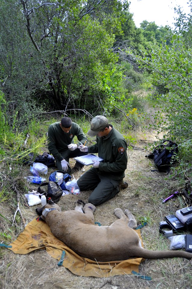 The male mountain lion known as P-21 was captured in June 2011.