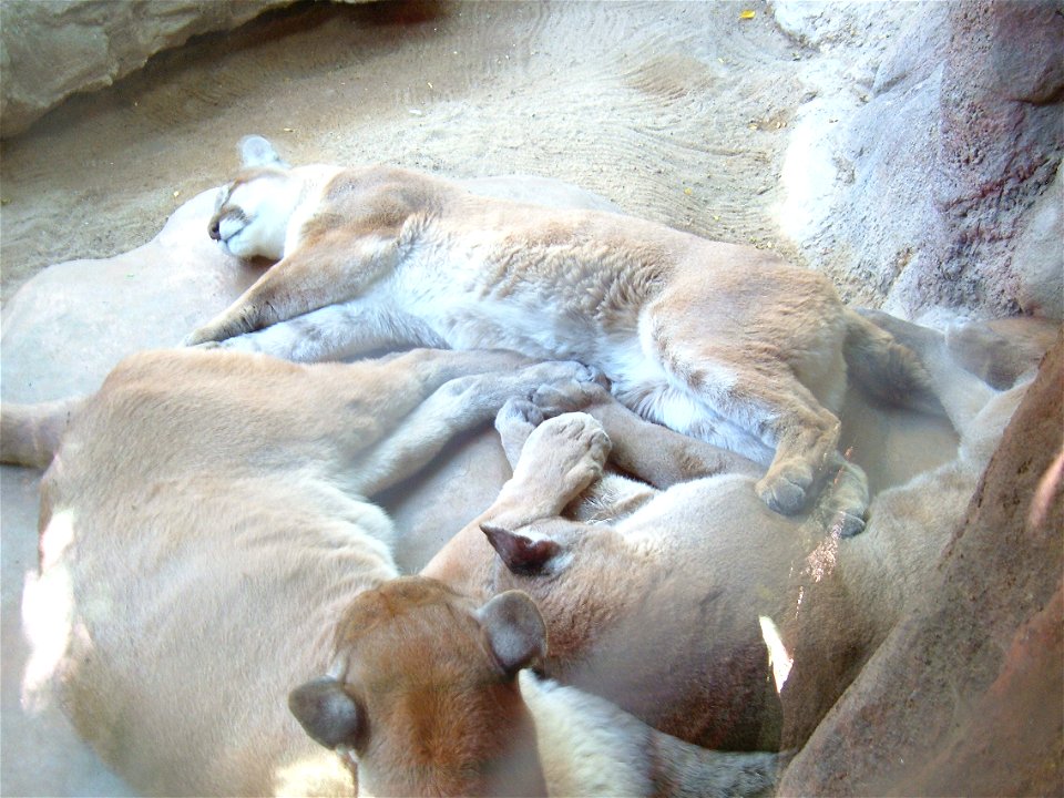 Three pumas curled up asleep together, in the Catwalk at the Rio Grande Zoo in Albuquerque, New Mexico.