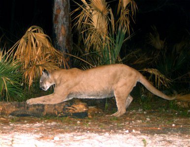The Florida Panther National Wildlife Refuge trail camera study provides eyes and ears for biologists to study panthers and their favorite food sources remotely.  In just 6 months of the study, the re