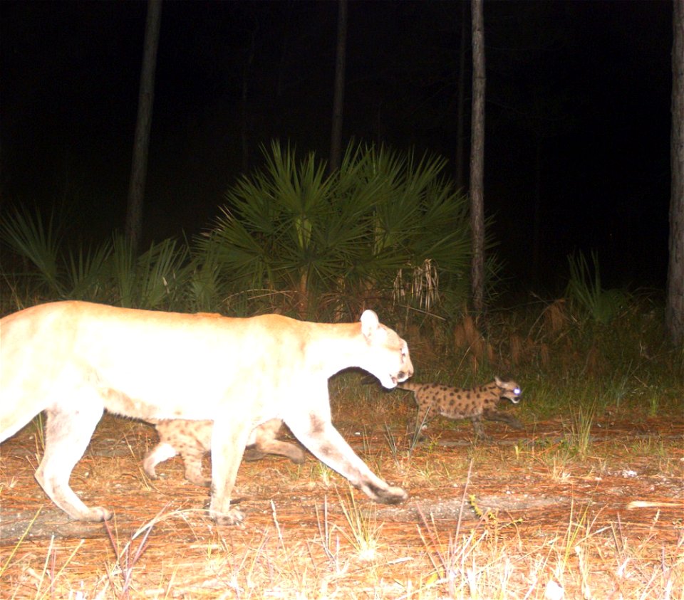 Meanwhile, on the refuge's west side, the cameras cap-tured a second family group with two kittens. They look to be about one month older than those in the first family group. Unique morphological cha