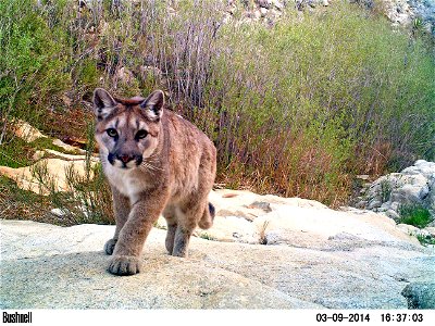 Mountail lion (Puma concolor) yearling (camera trap photo), Joshua Tree National Park.