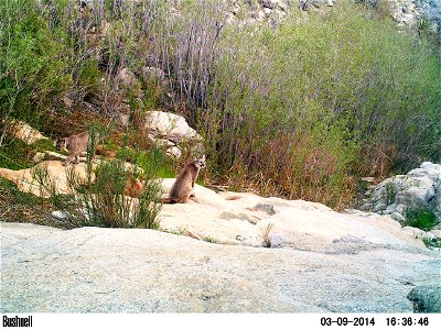 Mountain lion (Puma concolor) family (camera trap photo), Joshua Tree National Park. photo
