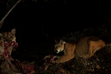 "In this photo, Mom (P-19) has the mouthful of food on the left and P-32 (male) is on the right. P-32 was just collared in December of 2014 -- a collar specially made for sub-adult mountain lions that photo