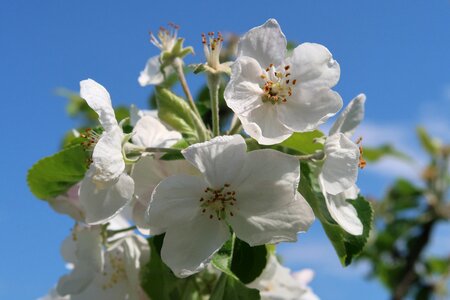 Flowers apple blossom blossom