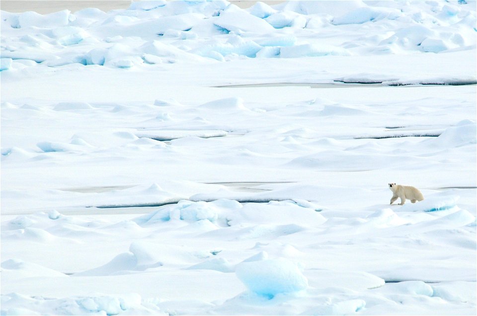 Polar bear on sea ice. Alaska, Beaufort Sea. photo