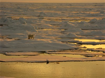 Polar bear on sea ice. Alaska, Beaufort Sea.