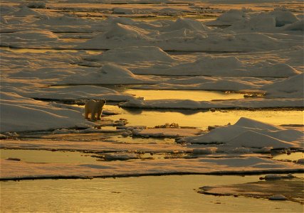 Polar bear on sea ice.  Alaska, Beaufort Sea.