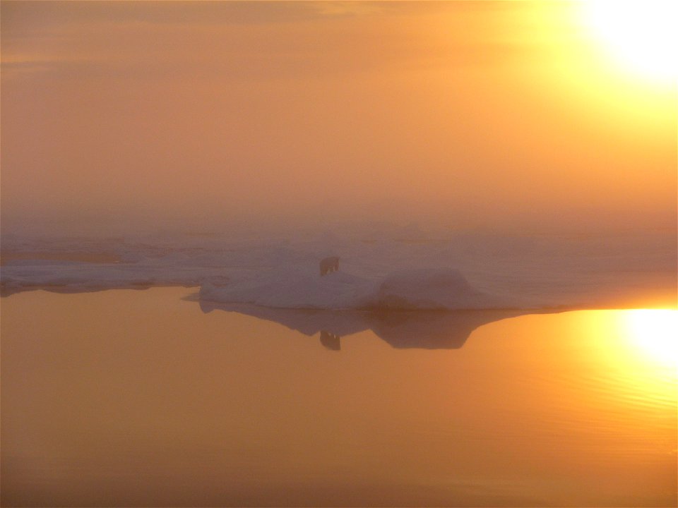 Polar bear on sea ice. Alaska, Beaufort Sea.