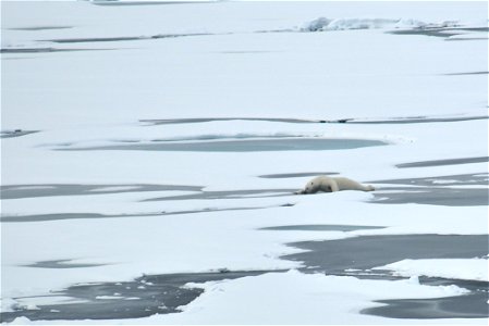 Polar bear on sea ice. Alaska, Beaufort Sea.