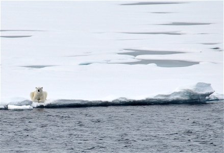 Polar bear on sea ice. Alaska, Beaufort Sea. photo