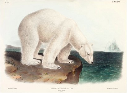 Polar bear (male) - drawing from The Viviparous Quadrupeds of North America, 1848 by John James Audubon