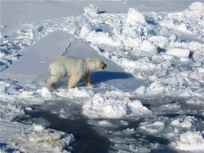 Image title: Male polar white bear walks on pack ice ursus maritimus Image from Public domain images website, http://www.public-domain-image.com/full-image/fauna-animals-public-domain-images-pictures/ photo