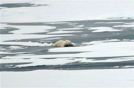 A polar bear slides across thin Actic Ocean ice Aug. 21, 2009. Photo Credit: Patrick Kelley, U.S. Coast Guard photo