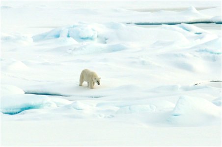 A polar bear walks on the Arctic Ocean ice Aug. 21, 2009. Photo Credit: Patrick Kelley, U.S. Coast Guard photo