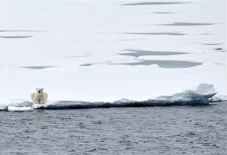 A polar bear rests on the ice Aug. 23, 2009, after following the Coast Guard Cutter Healy for nearly an hour.


Photo Credit: Patrick Kelley, U.S. Coast Guard