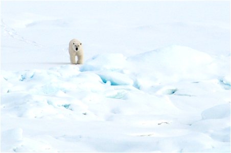 A polar bear walks on the Arctic Ocean ice Aug. 21, 2009.


Photo Credit: Patrick Kelley, U.S. Coast Guard