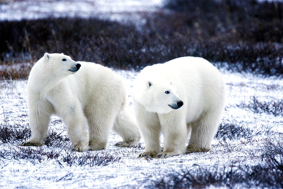 Photo: Gary Kramer/USFWS