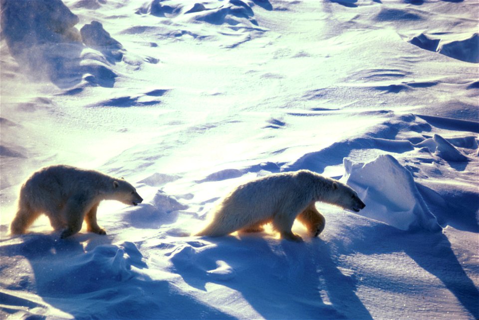 Polar bears traverse a frozen landscape.  Credit: USFWS