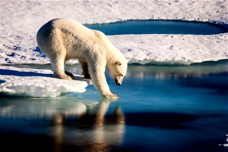 Polar bears already face shorter ice seasons - limiting prime hunting and breeding opportunities. Nineteen separate polar bear subpopulations live throughout the Arctic, spending their winters and spr photo