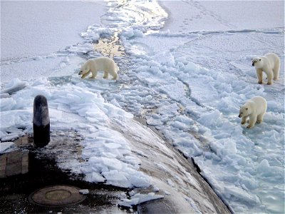 Three Polar bears approach the starboard bow of the Los Angeles-class fast attack submarine USS Honolulu (SSN 718) while surfaced 280 miles from the North Pole. Sighted by a lookout from the bridge (s photo