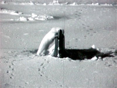 Near the North Pole (Apr. 27, 2003) -- During Exercise ICEX 2003, the Seawolf-class attack submarine USS Connecticut (SSN 22) surfaced and broke through the ice. This polar bear, attracted by the hol photo