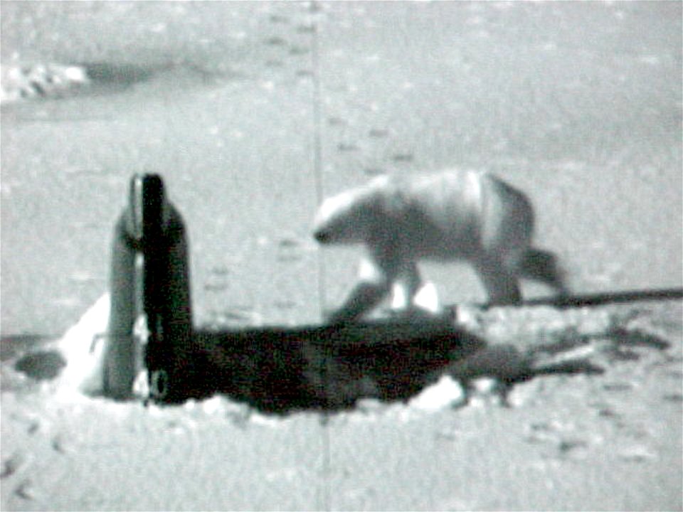 Near the North Pole (Apr. 27, 2003) -- During Exercise ICEX 2003, the Seawolf-class attack submarine USS Connecticut (SSN 22) surfaced and broke through the ice. This polar bear, attracted by the hol photo