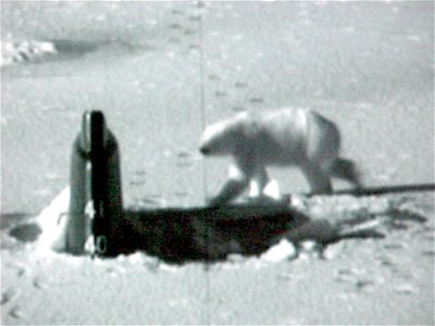 Near the North Pole (Apr. 27, 2003) -- During Exercise ICEX 2003, the Seawolf-class attack submarine USS Connecticut (SSN 22) surfaced and broke through the ice.  This polar bear, attracted by the hol