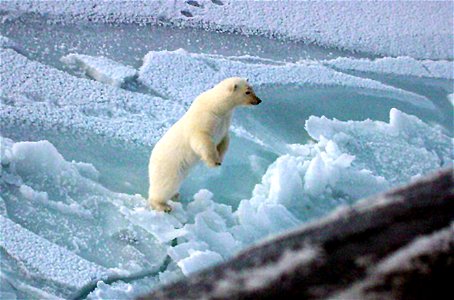 Arctic Circle (Oct. 2003) -- A young Polar bear stands up to get a better look at the Los Angeles-class fast attack submarine USS Honolulu (SSN 718) while surfaced 280 miles from the North Pole.   Sig