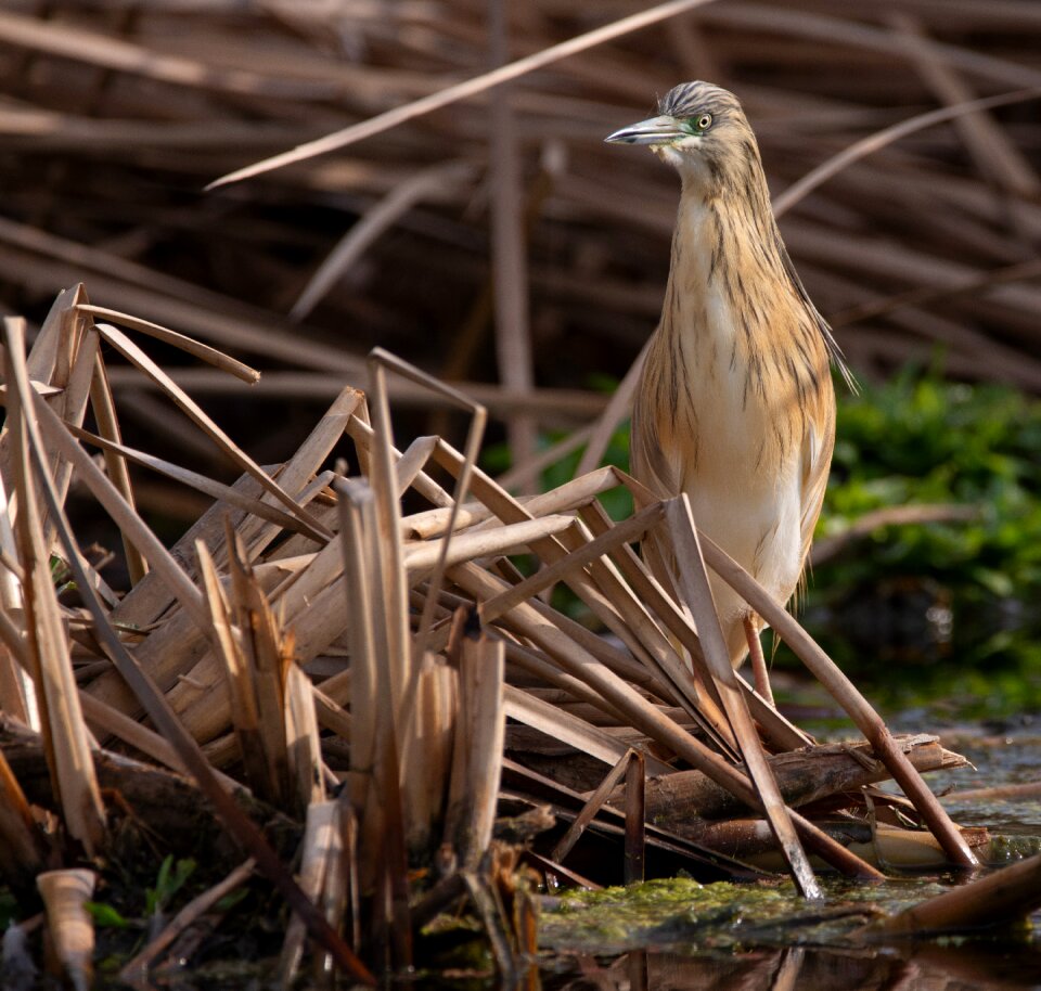 Nature birdwatching squacco heron