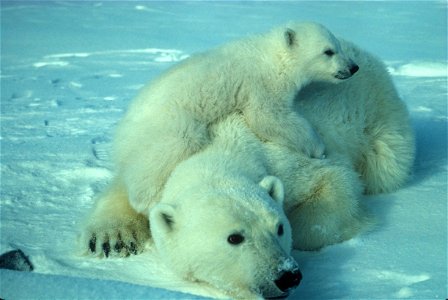 Image title: Polar bear with cub
Image from Public domain images website, http://www.public-domain-image.com/full-image/fauna-animals-public-domain-images-pictures/bears-public-domain-images-pictures/