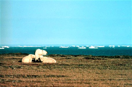 Image title: Polar bears female with her cubs Image from Public domain images website, http://www.public-domain-image.com/full-image/fauna-animals-public-domain-images-pictures/bears-public-domain-ima photo