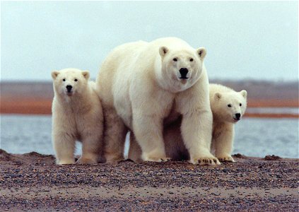 A polar bear keeps close to her young along the Beaufort Sea coast in Arctic National Wildlife Refuge. (Susanne Miller/USFWS) photo