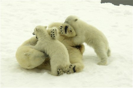 Wrestling polar bears. photo