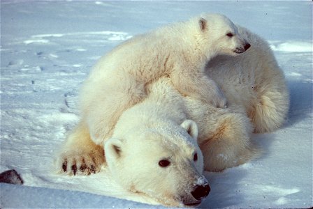 Ursus_maritimus_Polar_bear_with_cub.jpg, with color correction and cropping photo