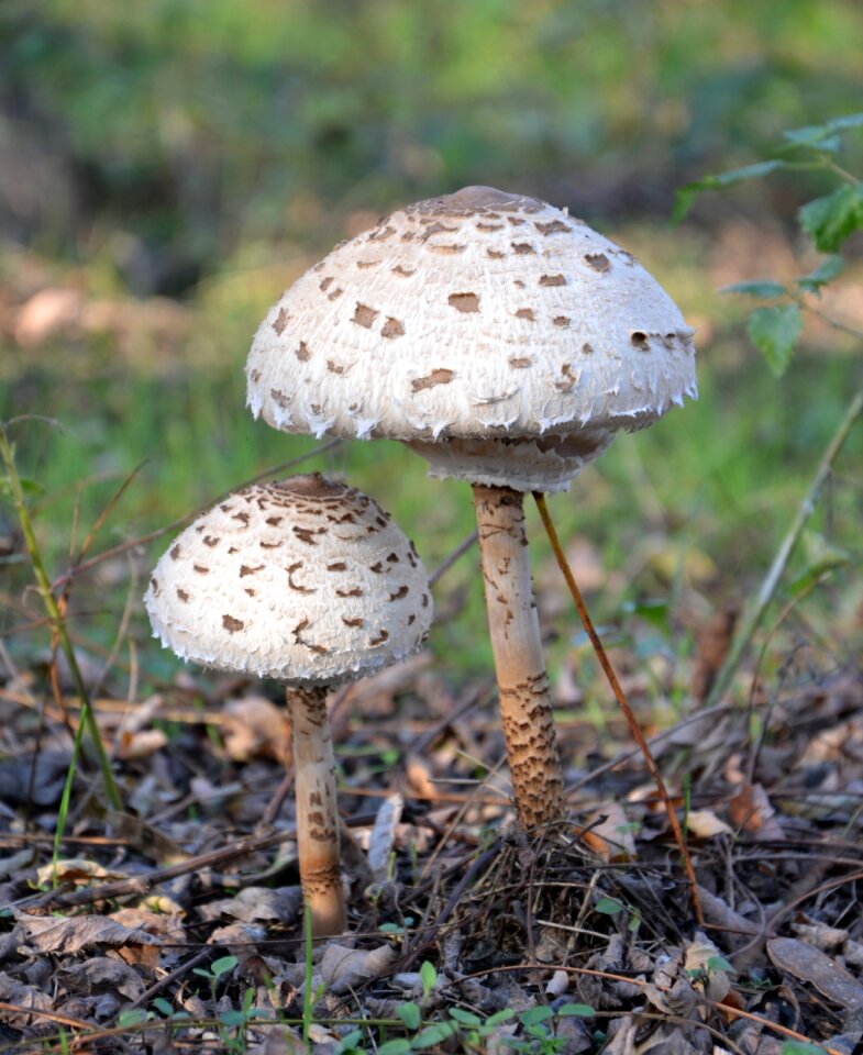 Harkány akácerdő forest