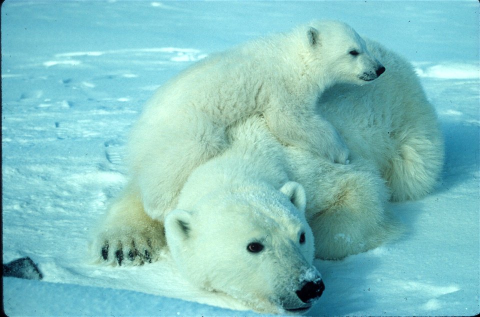 Polar Bear photo