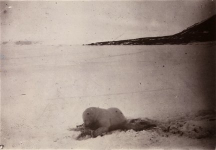 Hunting polar bear. Wounded polar bear. One of the pictures from the expedition with arctic ship toward the North Pole in the period June 24, 1893 to August 13, 1896. According to the plan, the ship w photo