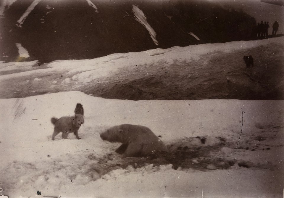 Isbjørnjakt. En såret isbjørn omringet av hundene. Ett av bildene fra ekspedisjonen med polarskip mot Nordpolen i perioden 24 juni 1893 til 13 august 1896. Etter planen skulle skipet drive i isen med 