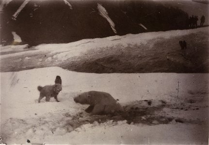 Isbjørnjakt. En såret isbjørn omringet av hundene. Ett av bildene fra ekspedisjonen med polarskip mot Nordpolen i perioden 24 juni 1893 til 13 august 1896. Etter planen skulle skipet drive i isen med photo