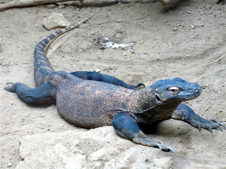 Komodo dragon (Varanus komodoensis)
