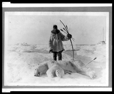 Summary: Photograph shows Eskimo man, wearing fur parka, holding bow and arrows, standing in snow behind a dead polar bear. photo